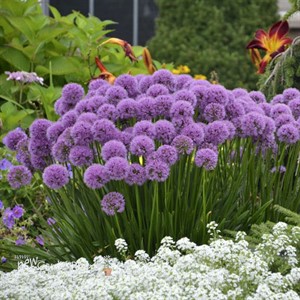 Millenium Allium