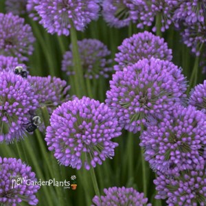Millenium Allium