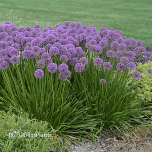 Millenium Allium