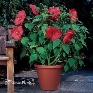 Hibiscus 'Luna Red'