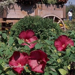 Hibiscus 'Luna Red'