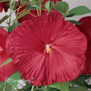 Hibiscus 'Luna Red'