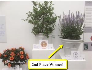 Salvia n. 'Crystal Blue' PPAF