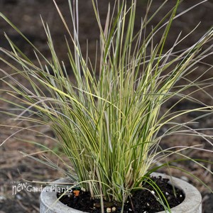 Deschampsia 'Northern Lights'