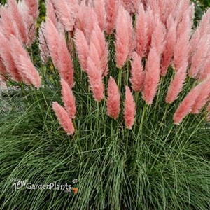 Pink Pampass Grass