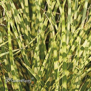 Miscanthus 'Gold Breeze'