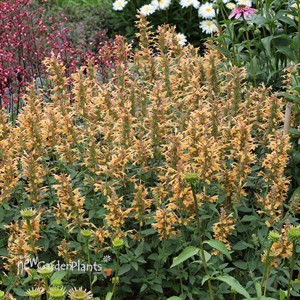 Agastache 'Kudos Gold'