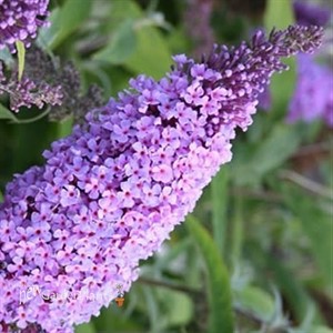 'Buzz Lavender' Butterfly Bush