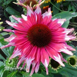 'Playful Meadow Mama' Coneflower
