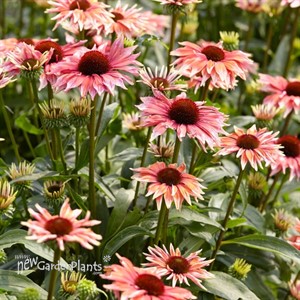 'Playful Meadow Mama' Coneflower