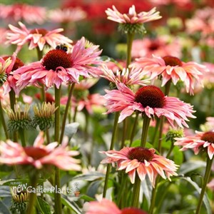 'Playful Meadow Mama' Coneflower