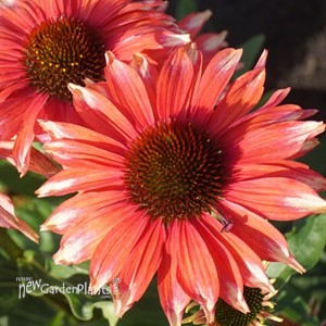 'Playful Meadow Mama' Coneflower