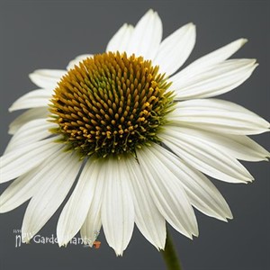 Sombrero 'Blanco' Coneflower