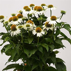 Sombrero 'Blanco' Coneflower