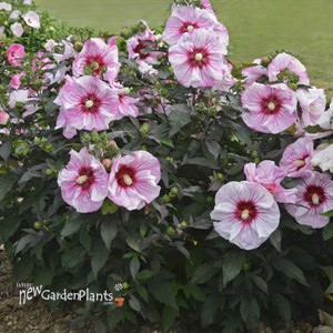 'Cherry Choco Latte'  