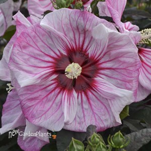 'Cherry Choco Latte'  