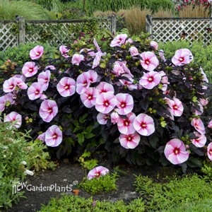 'Starry Starry Night'