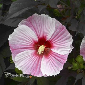 'Starry Starry Night'