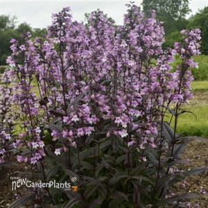 Penstemon 'Midnight Masquerade'