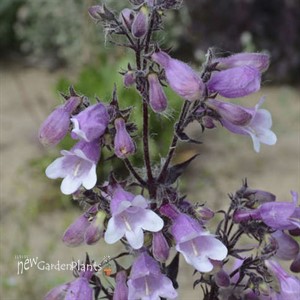 Penstemon 'Midnight Masquerade'
