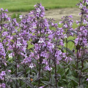 Penstemon 'Midnight Masquerade'