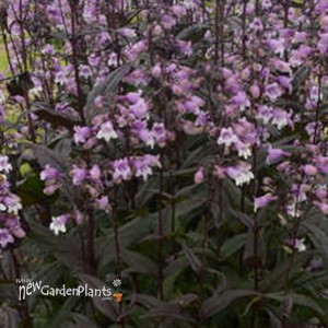 Penstemon 'Midnight Masquerade'