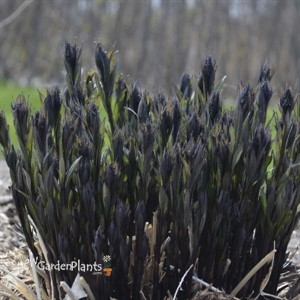 Amsonia tabernaemontana 'Storm Cloud'