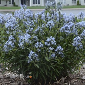 Amsonia tabernaemontana 'Storm Cloud'