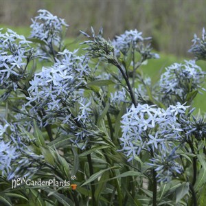 Amsonia tabernaemontana 'Storm Cloud'