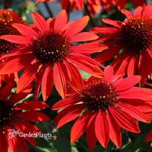 'Sombrero Sangrita' Coneflower