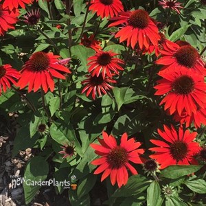 'Sombrero Sangrita' Coneflower