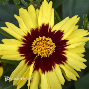 'UPTICK Yellow & Red' Tickseed