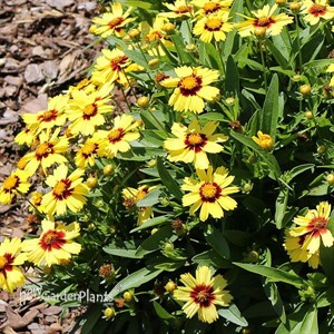 'UPTICK Yellow & Red' Tickseed