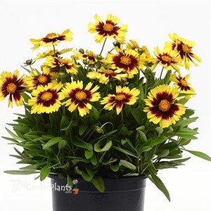 'UPTICK Yellow & Red' Tickseed