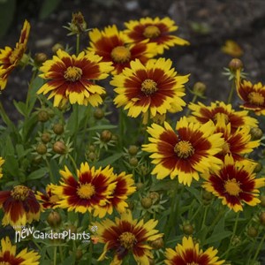 Coreopsis UPTICK Gold & Bronze