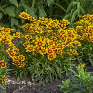 Coreopsis UPTICK Gold & Bronze