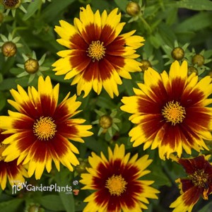 Coreopsis UPTICK Gold & Bronze