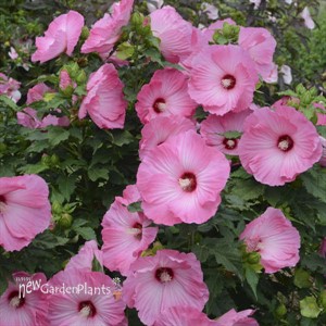 Hibiscus 'Airbrush Effect' PP29295