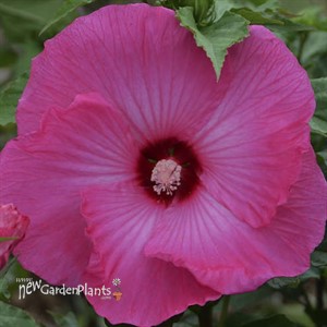 Hibiscus 'Airbrush Effect' PP29295