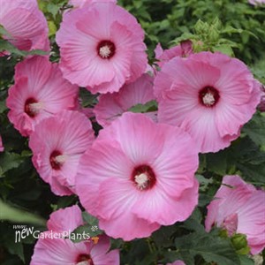 Hibiscus 'Airbrush Effect' PP29295