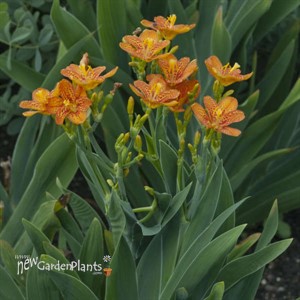 Belamcanda chinensis 'Freckle Face'