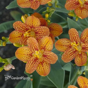 Belamcanda chinensis 'Freckle Face'