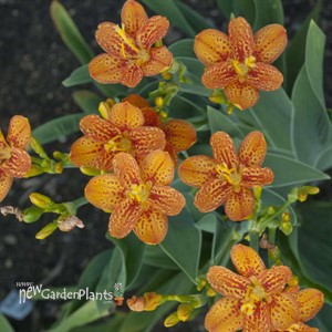 Belamcanda chinensis 'Freckle Face'