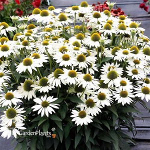 'KISMET White' Coneflower