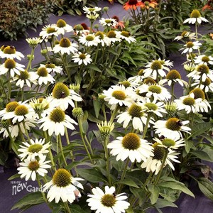 'KISMET White' Coneflower