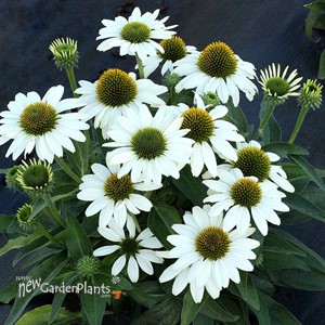 'KISMET White' Coneflower