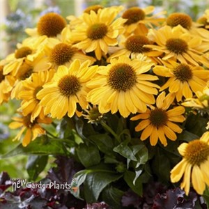 'Tweety' Coneflower