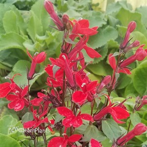 Lobelia 'Scarlet Princess'