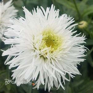 Shasta Daisy Santé