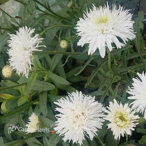 Shasta Daisy Santé